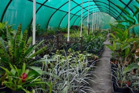 Start a Backyard Plant Nursery Business, Part 2: How to Grow Plants Image
